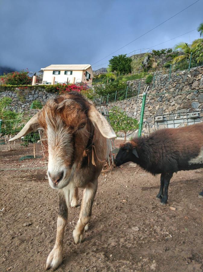 Quinta Terezinha Villa Ribeira Brava Eksteriør bilde
