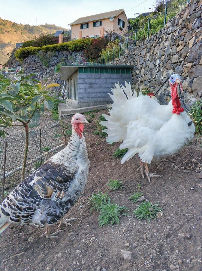 Quinta Terezinha Villa Ribeira Brava Eksteriør bilde